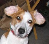 image of walker_hound