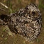 image of bird
