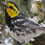image of bird