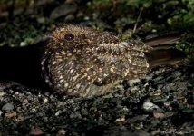 image of nightjar