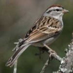 image of bird