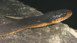 image of water_snake