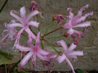 image of flower