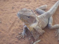 image of frilled_lizard