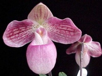 image of flower