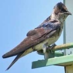 image of bird