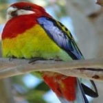image of bird
