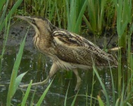 image of bittern