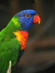 image of lorikeet