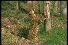 image of animal