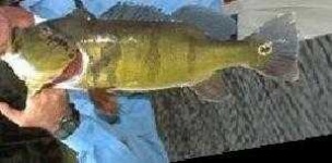 image of animal