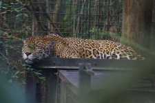 image of jaguar_car