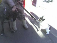 image of french_bulldog
