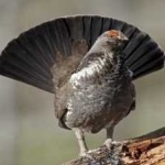 image of bird