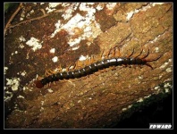 image of centipede