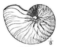image of nautilus
