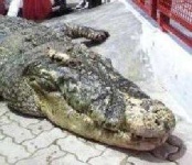 image of animal