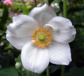 image of flower