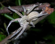 image of tarantula