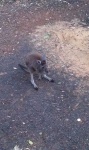 image of animal