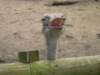image of ostrich