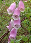image of flower