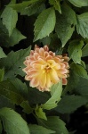 image of flower
