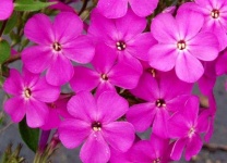 image of flower