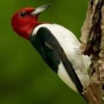 image of red_headed_woodpecker #2