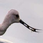 image of bird