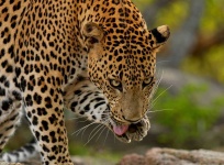 image of animal