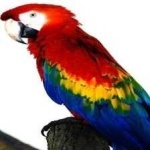 image of bird