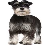 image of schnauzer #25