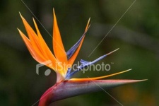image of bird_of_paradise_flower #53