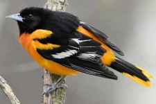 image of oriole