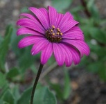 image of flower