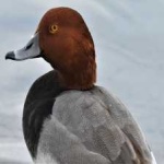 image of bird