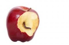 image of apple #17