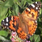 image of animal