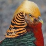 image of golden_pheasant #13