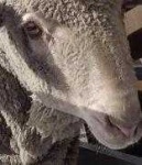 image of animal