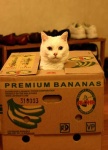 image of carton