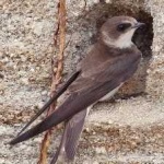 image of bird