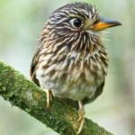 image of bird