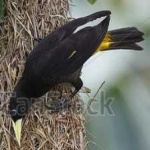 image of bird