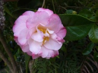 image of flower
