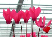 image of flower