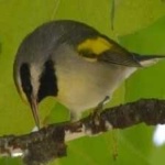 image of bird