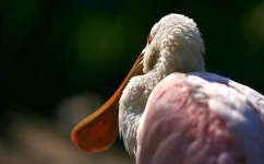 image of spoonbill