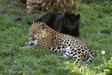 image of jaguar_car